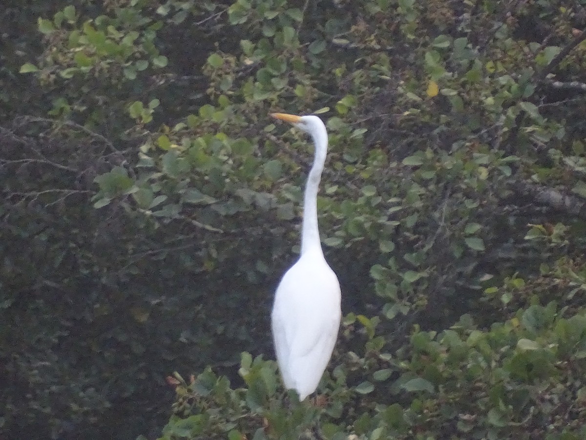 Great Egret - ML534316581