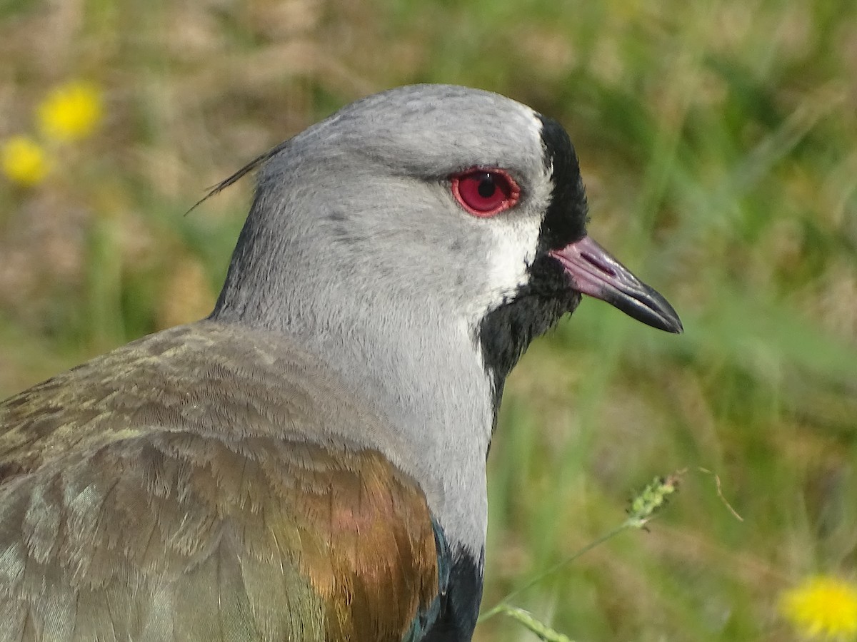 Southern Lapwing - ML534316721