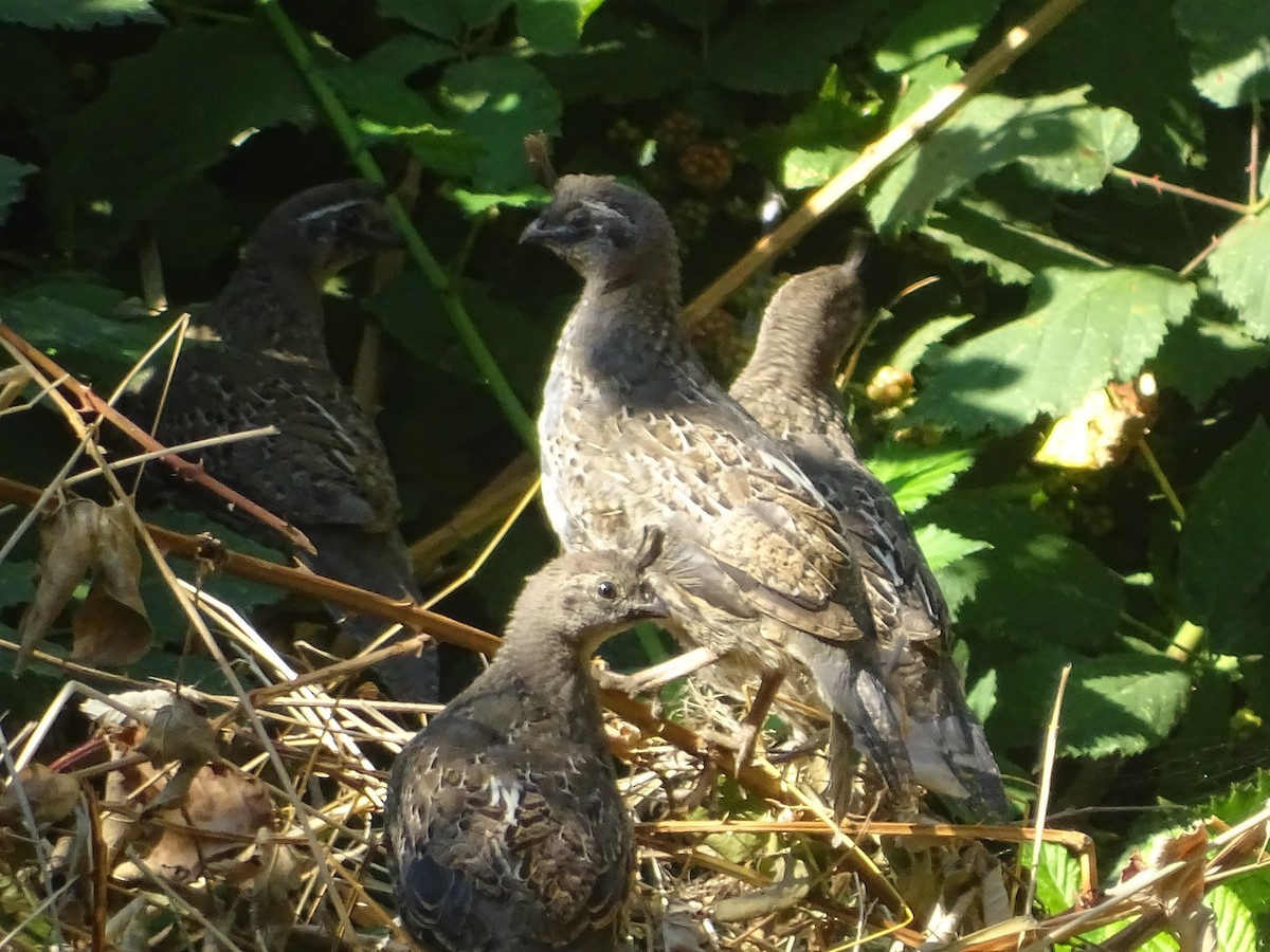 California Quail - ML534316751