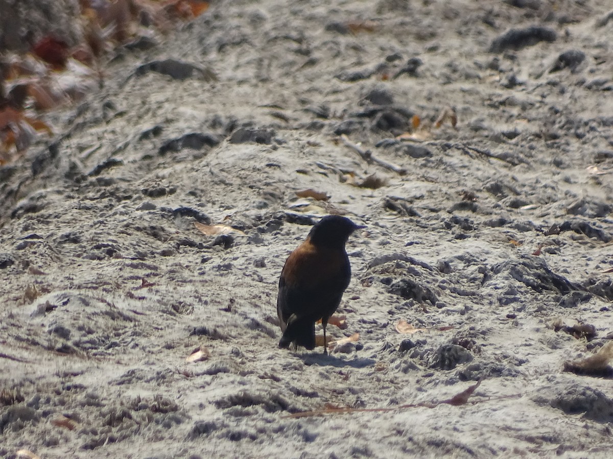 Austral Negrito - ML534317091