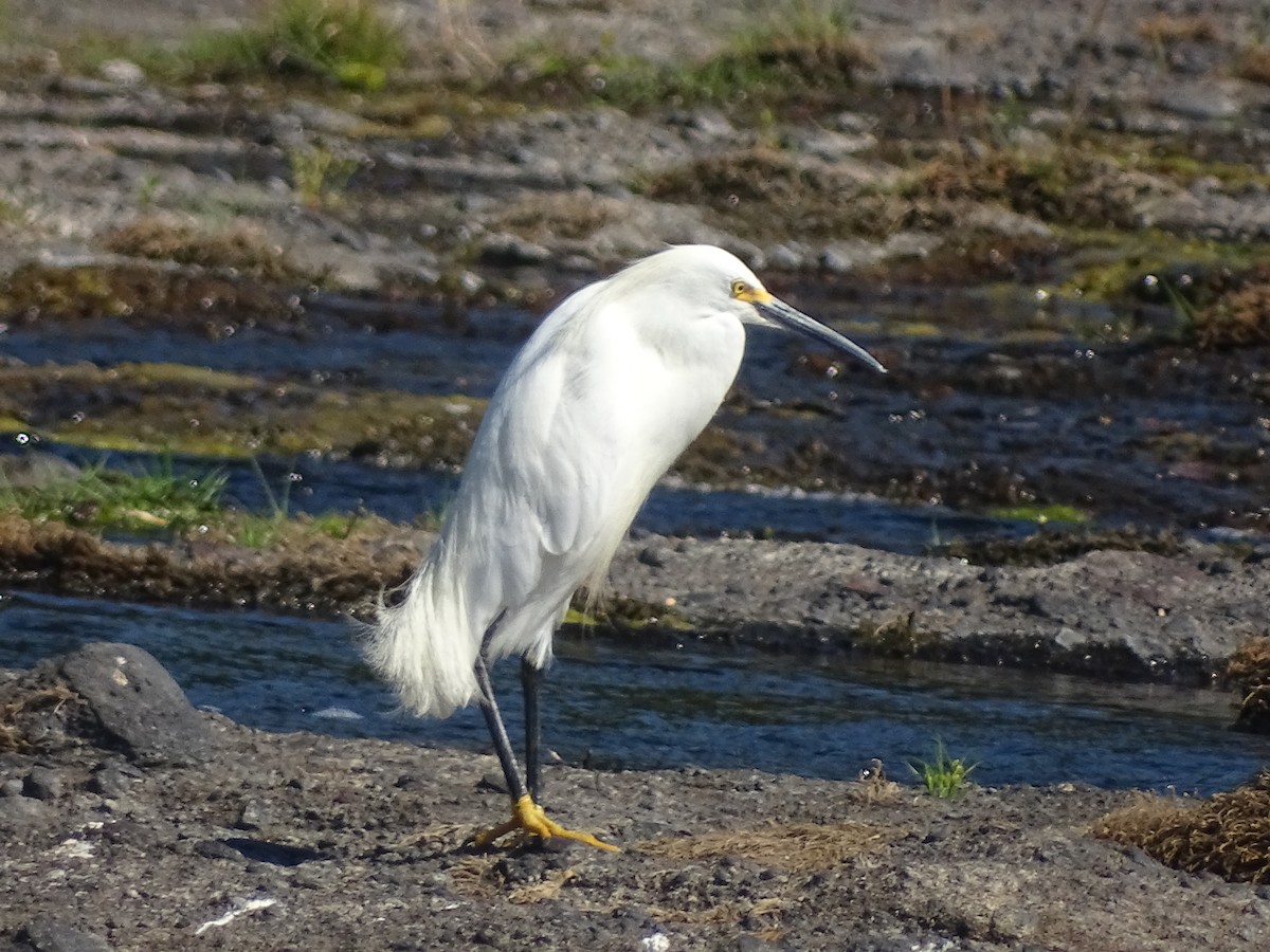 Snowy Egret - ML534317141
