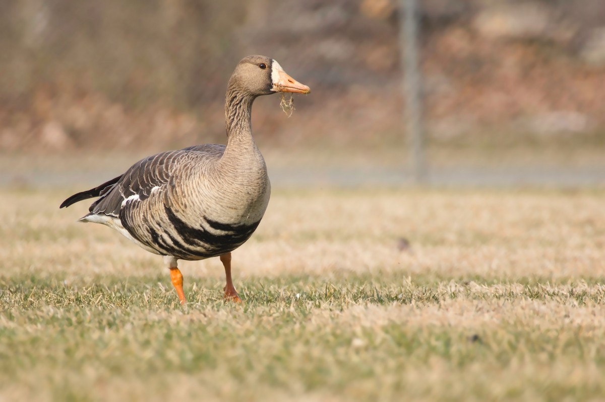 Greater White-fronted Goose - ML534317191