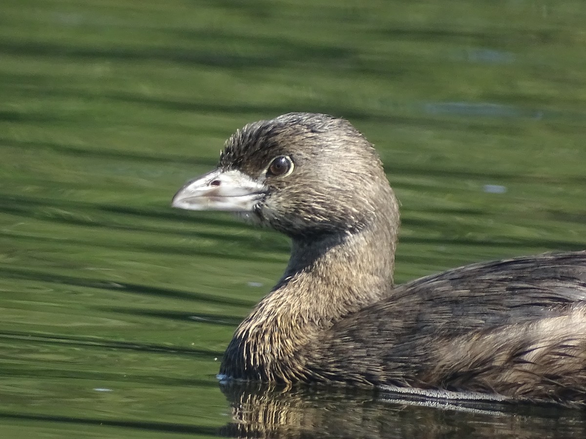 Pied-billed Grebe - ML534317251