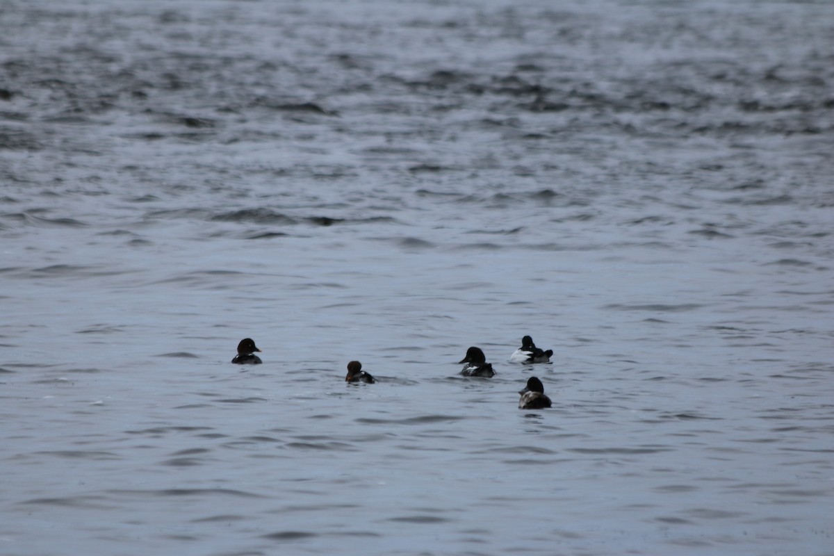 Lesser Scaup - ML534318051