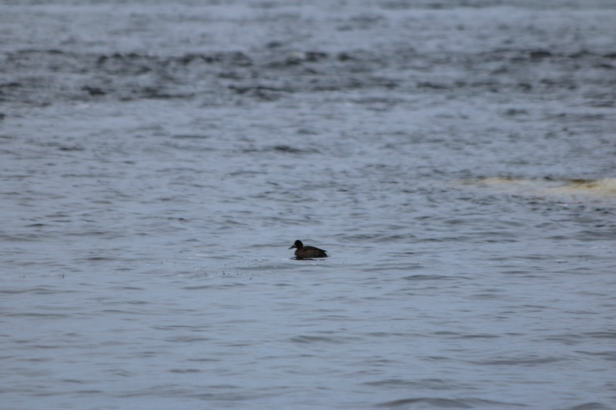 Lesser Scaup - ML534318121