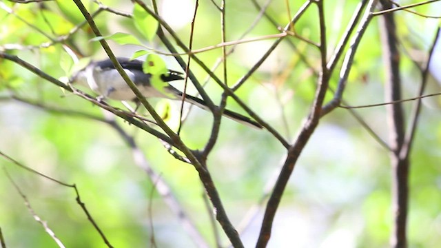 琉球山椒鳥 - ML534319011