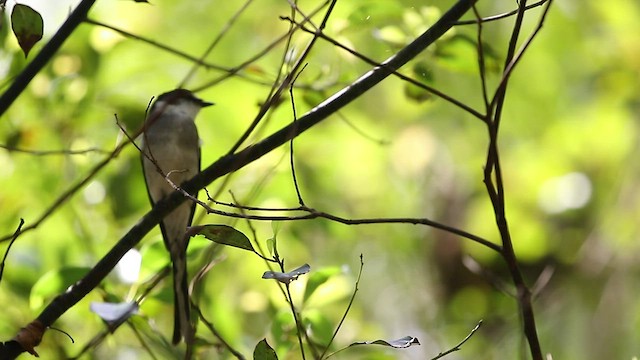 琉球山椒鳥 - ML534319021