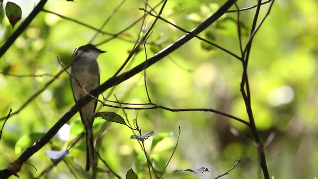 Minivet de las Ryukyu - ML534319021