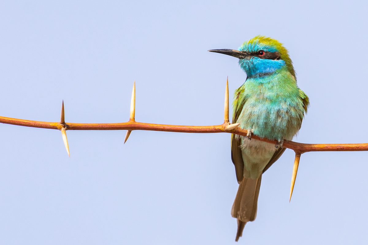 Arabian Green Bee-eater - Al Božič
