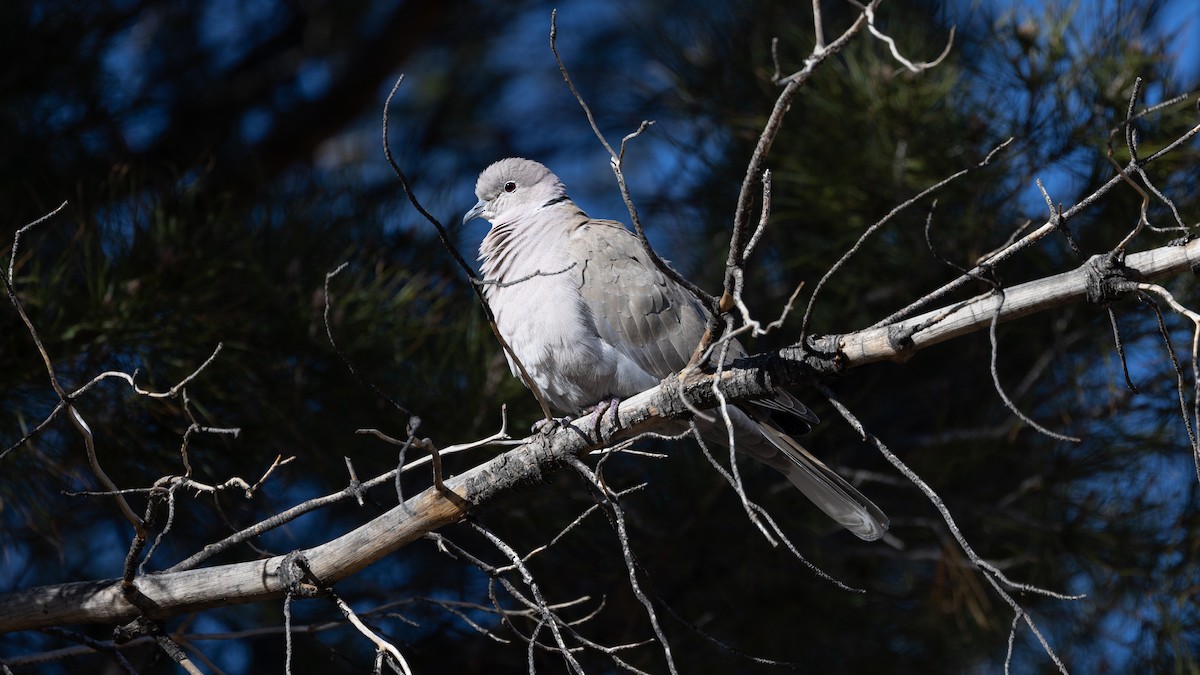 Eurasian Collared-Dove - ML534319971