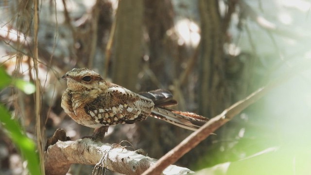 Ladder-tailed Nightjar - ML534320601