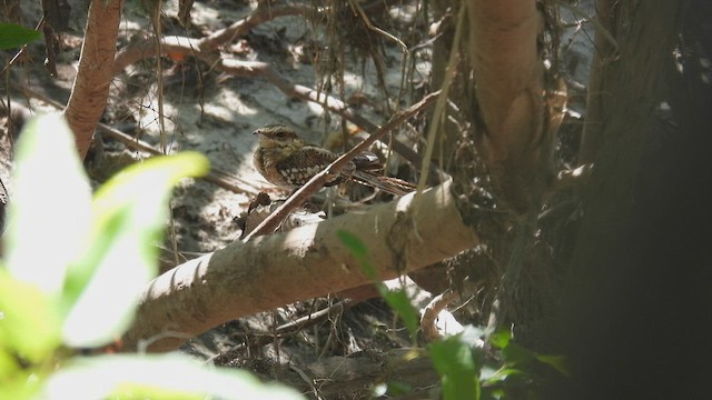 Ladder-tailed Nightjar - ML534320641