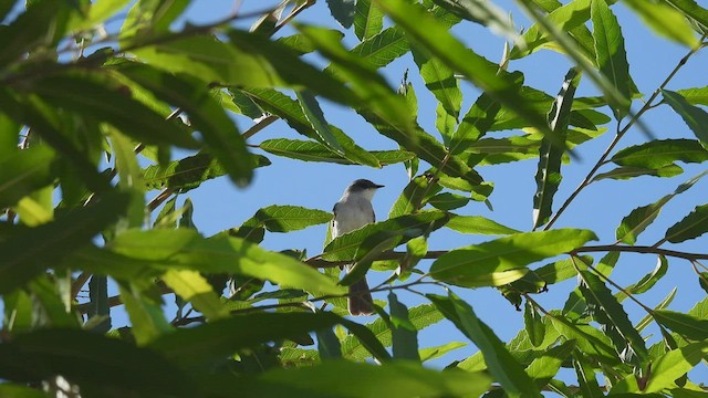 Tyranneau des rivières - ML534320901