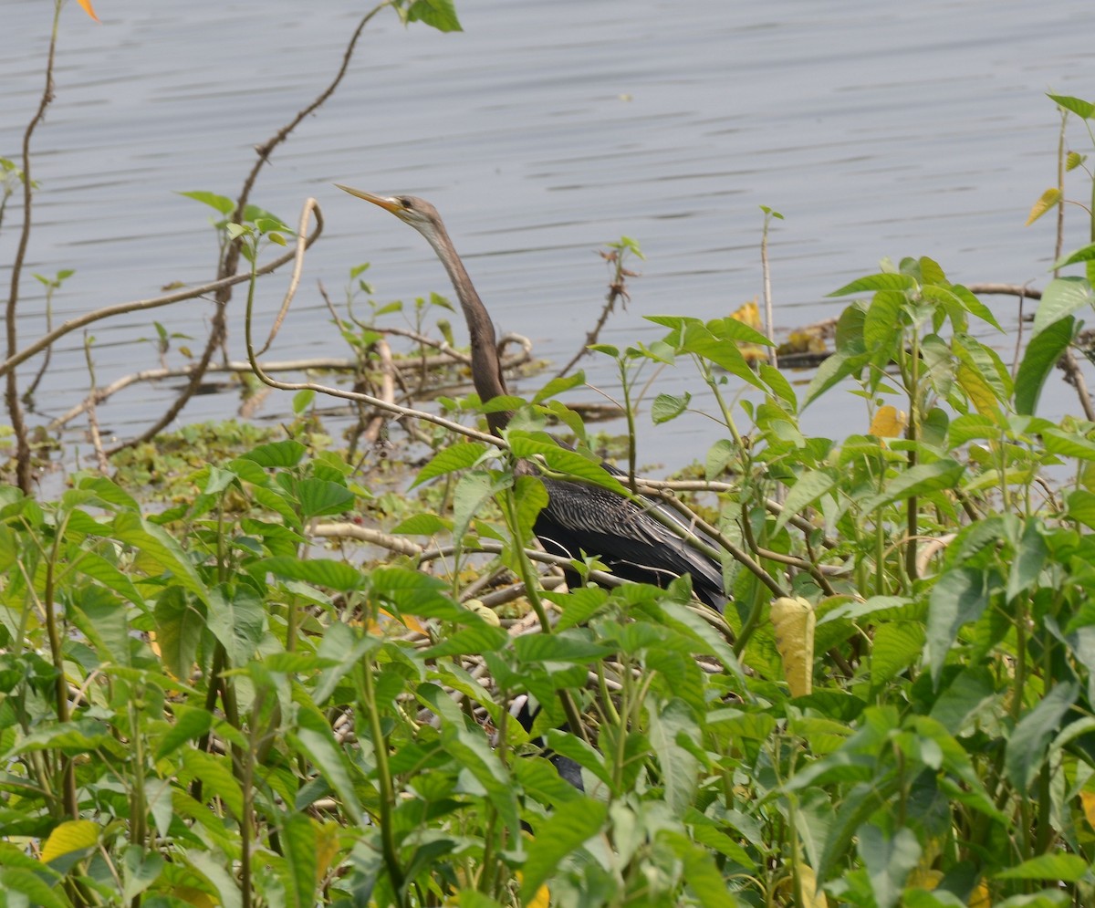 Oriental Darter - ML534320931