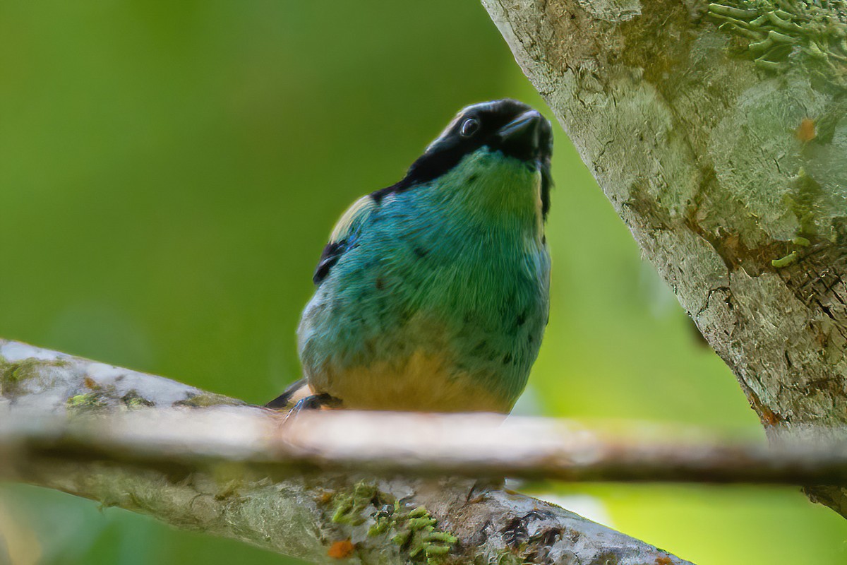 Blue-browed Tanager - Kurt Gaskill