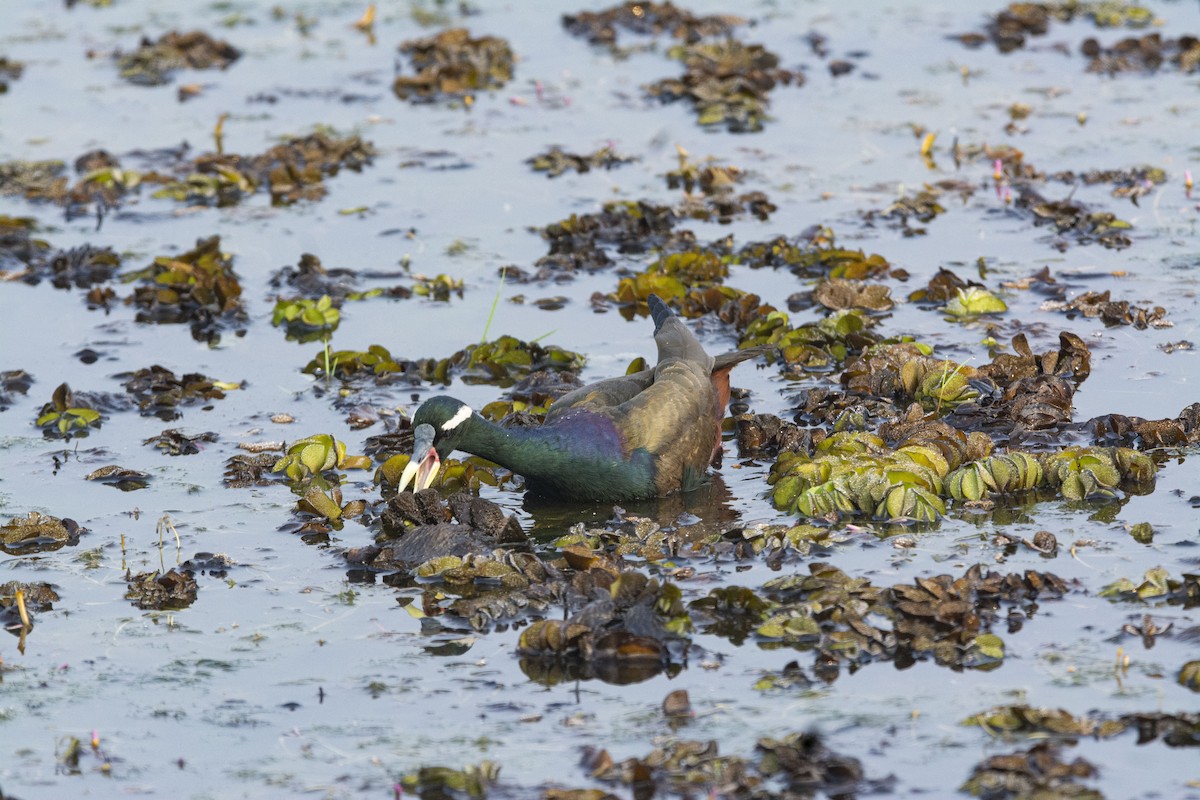 Bronze-winged Jacana - ML534321351