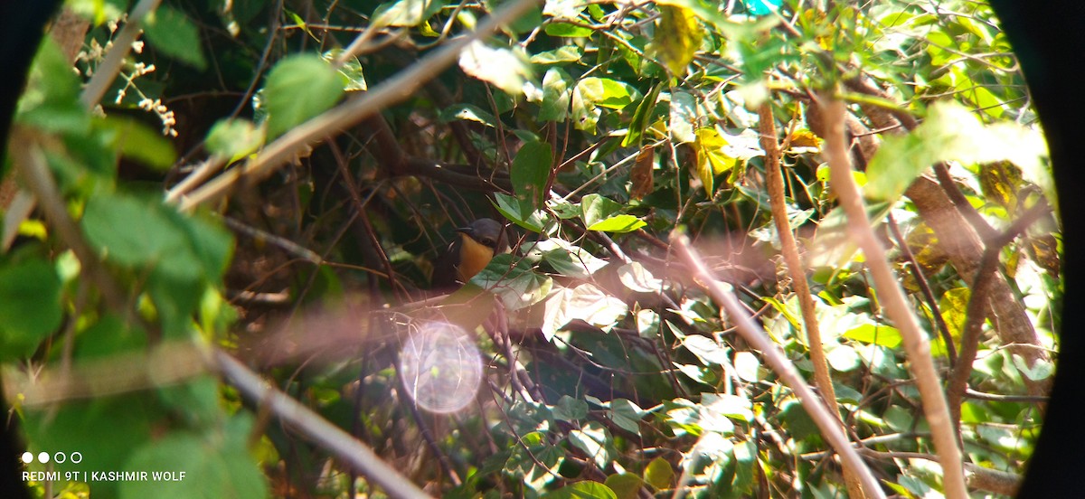 Mangrove Cuckoo - ML534323691