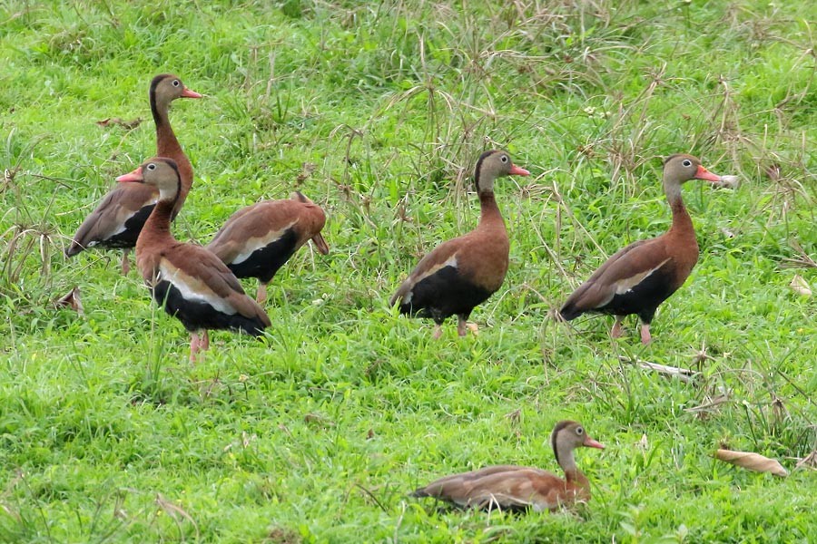 Black-bellied Whistling-Duck - ML534324381