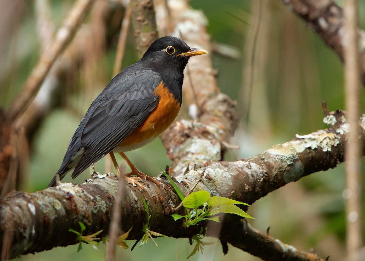 Black-breasted Thrush - ML534325241