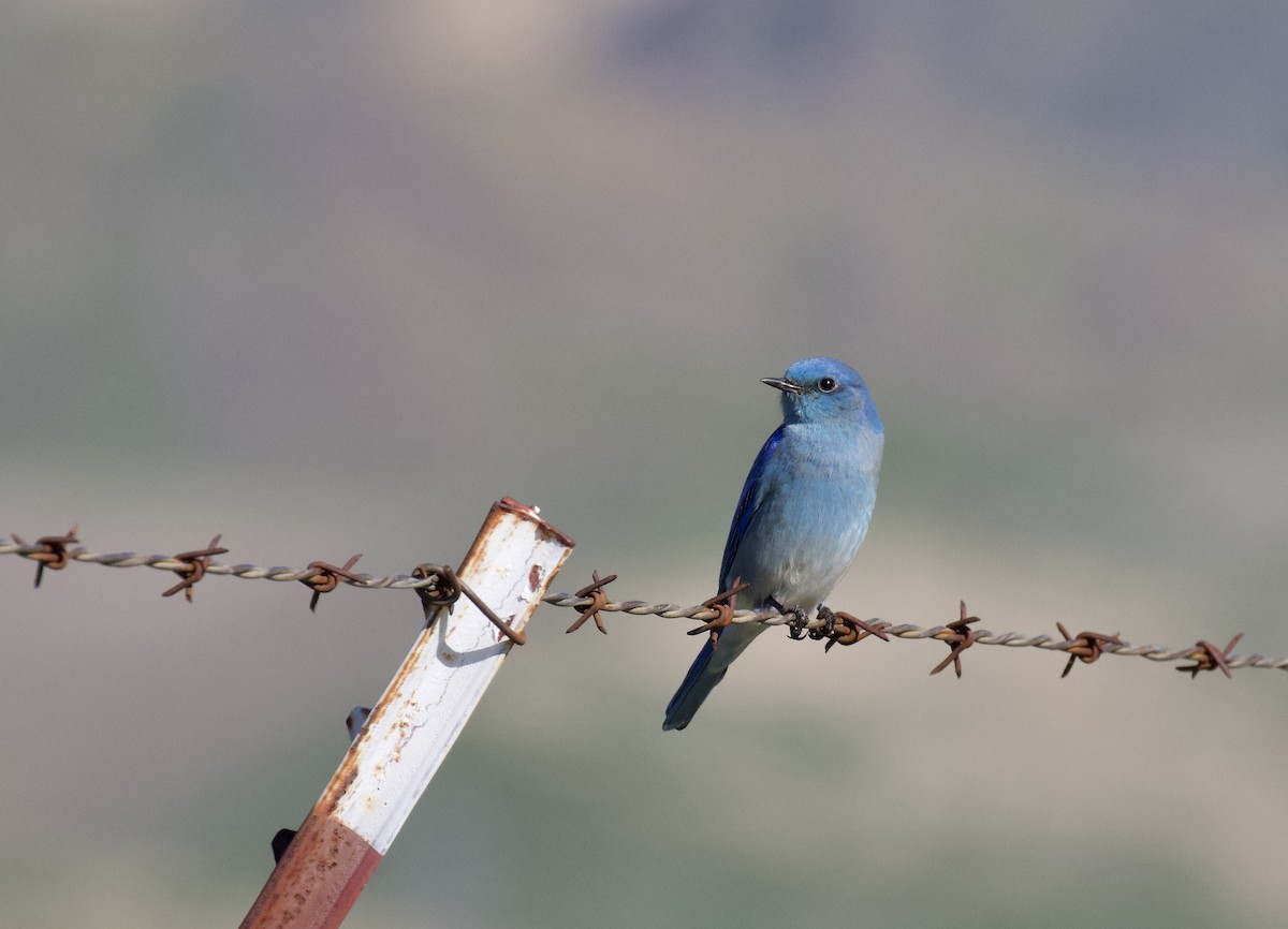 Mountain Bluebird - Roman Rutishauser