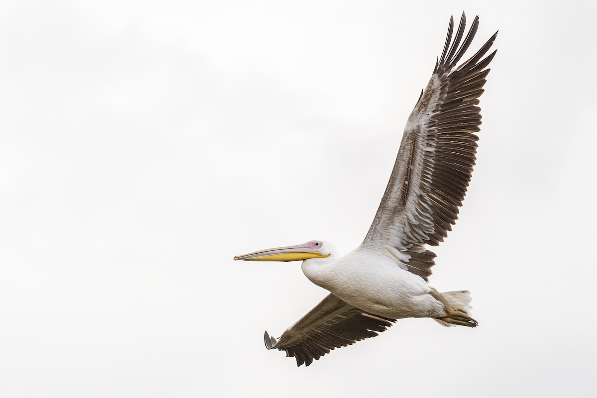 Great White Pelican - ML534325701