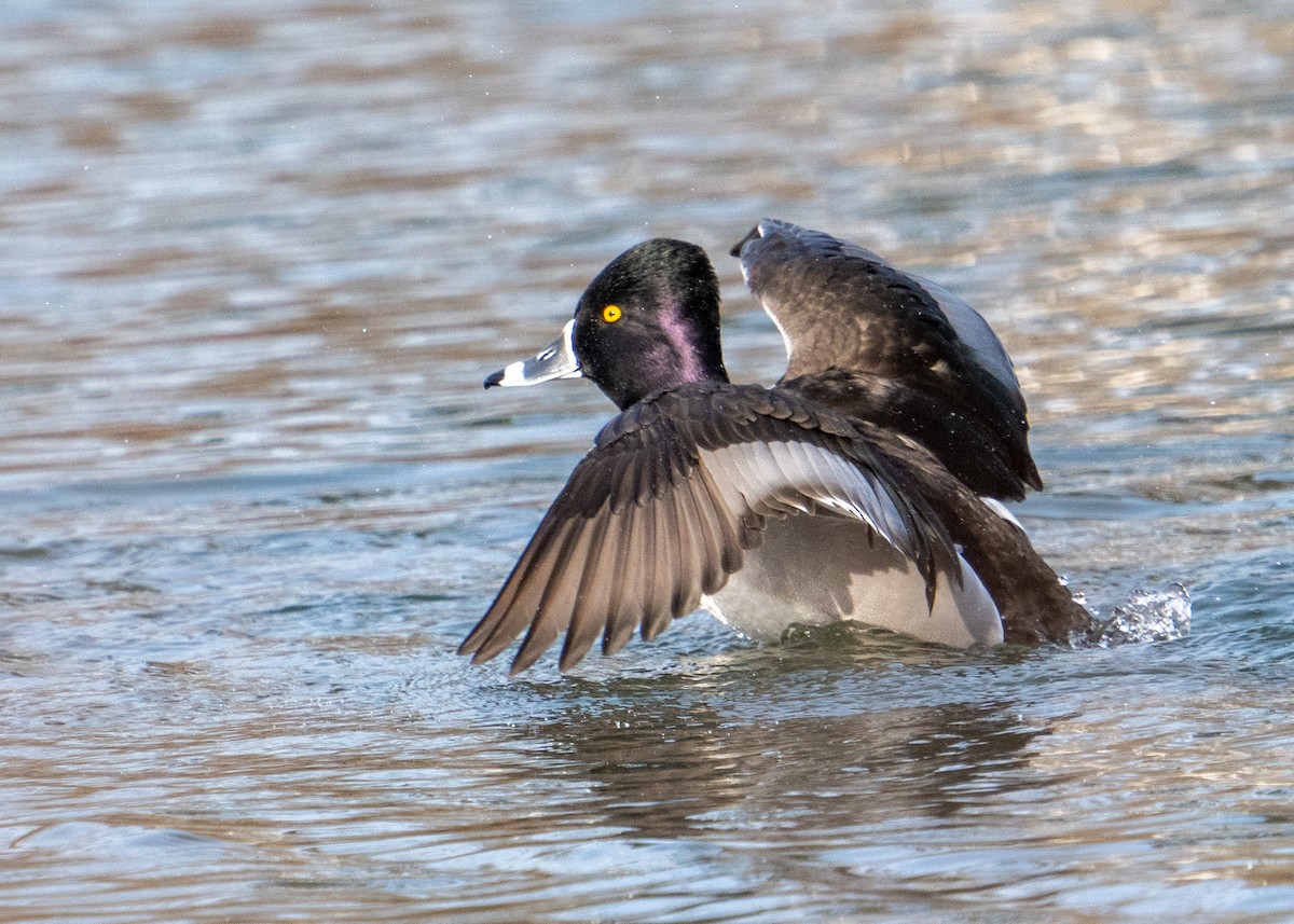 Ring-necked Duck - ML534326401