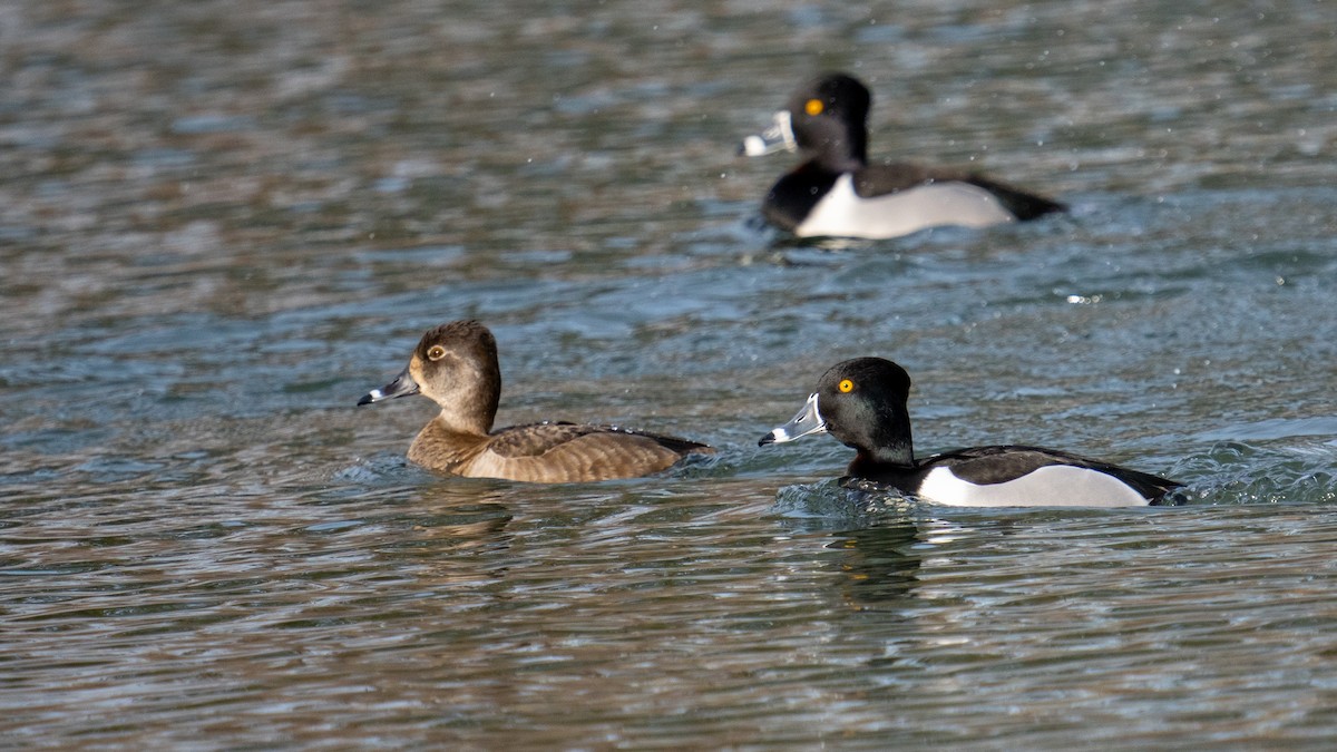 Ring-necked Duck - ML534326411