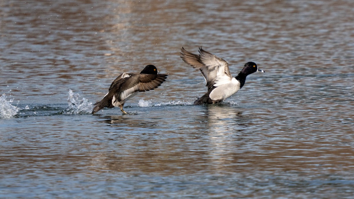 Ring-necked Duck - ML534326421