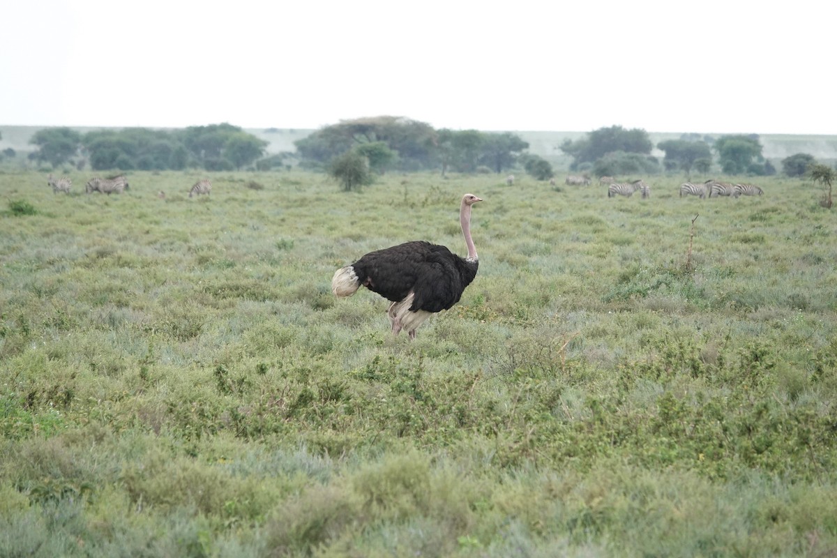 Common Ostrich - Nicola Marchioli