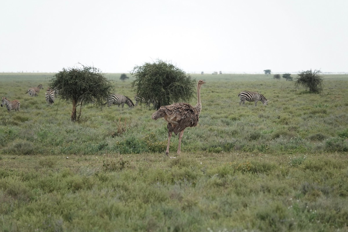 Common Ostrich - Nicola Marchioli