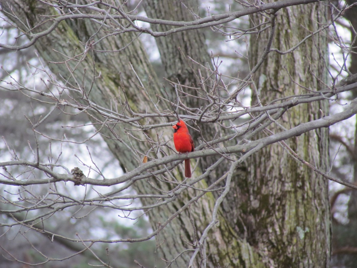 Northern Cardinal - Susan Carpenter