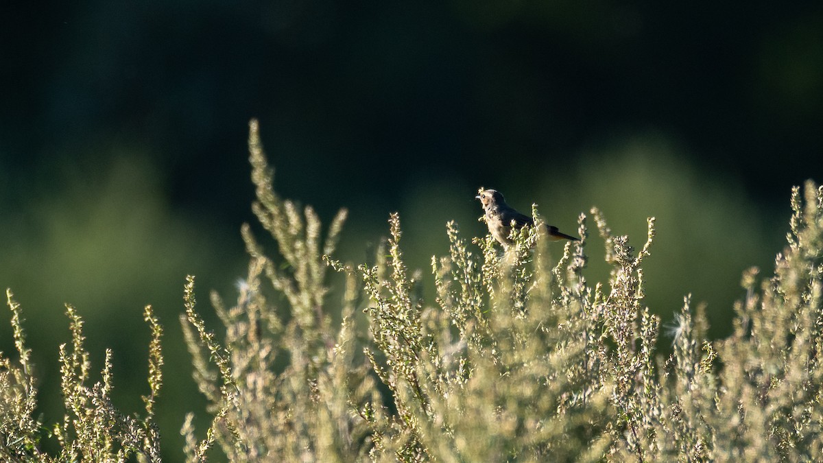 Bluethroat - Eric Francois Roualet