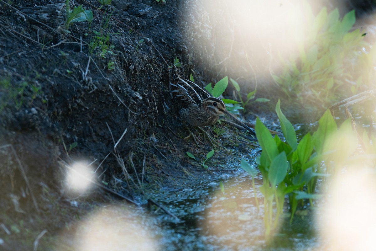 Common Snipe - Éric Francois Roualet