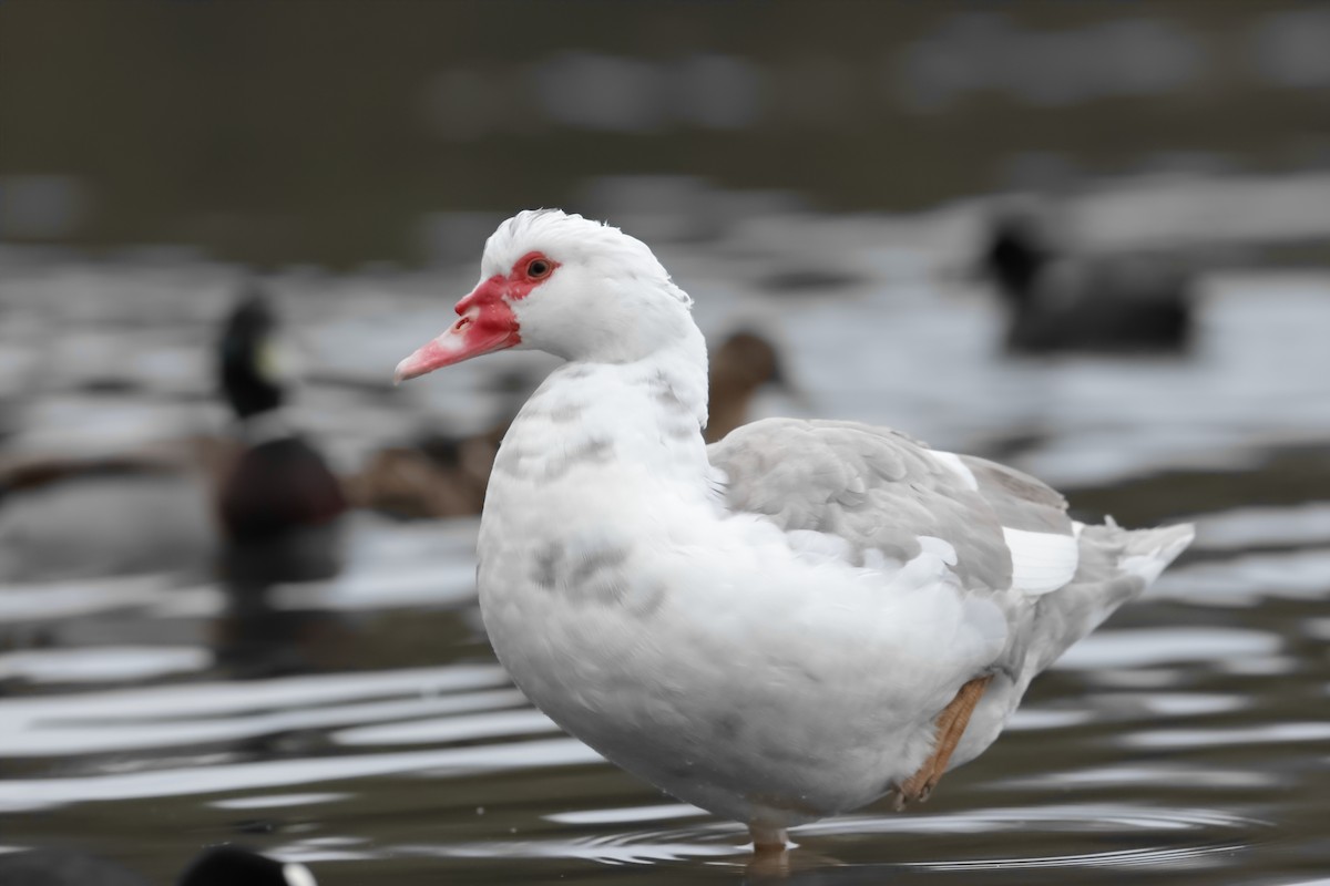 ברבר (מבוית) - ML534329641