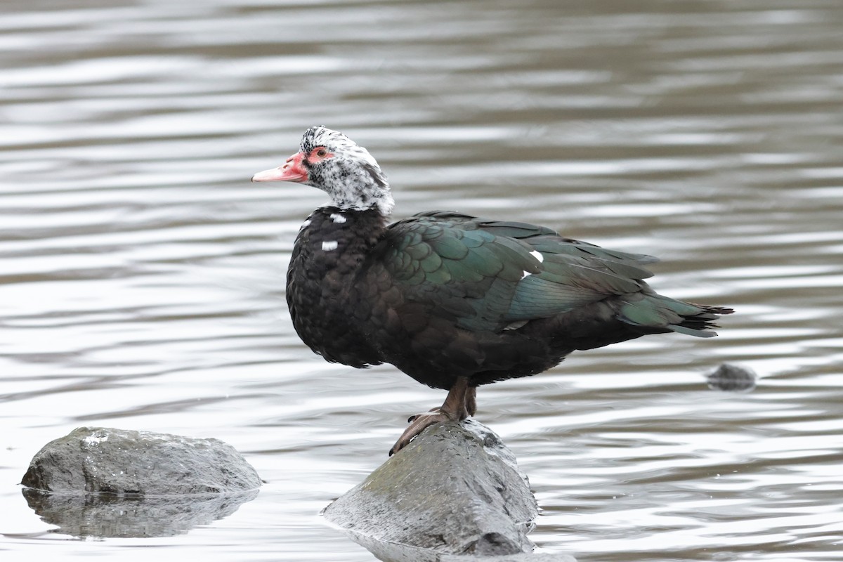 ברבר (מבוית) - ML534329691