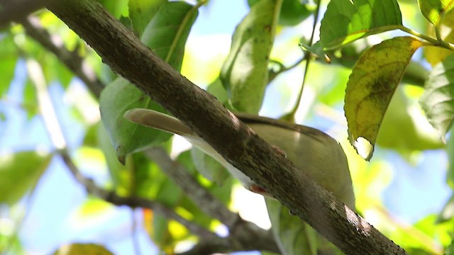 Manchurian Bush Warbler - ML534330161