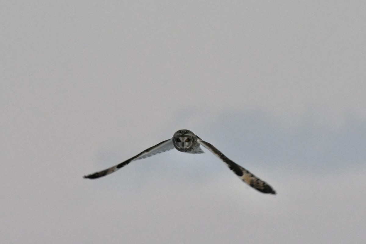 Short-eared Owl - ML534330791
