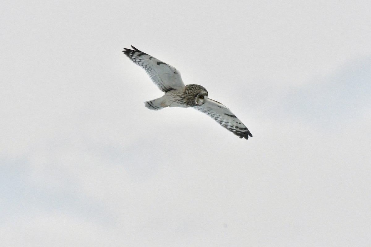 Short-eared Owl - ML534330801