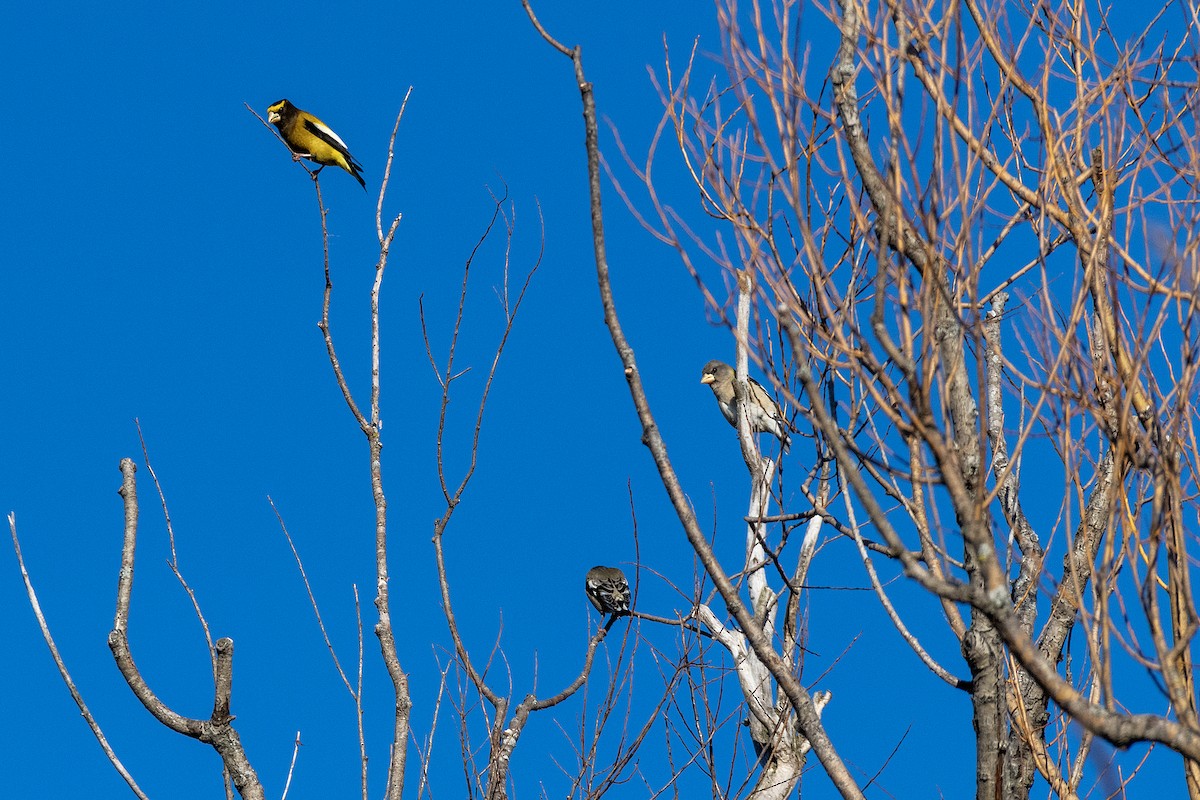 Evening Grosbeak - ML534331371