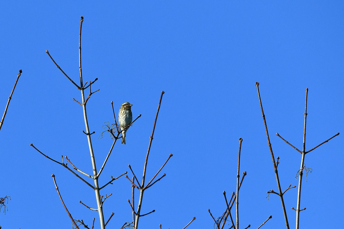 Purple Finch - ML534331411