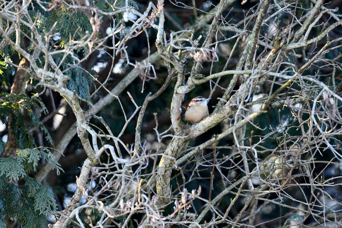 Carolina Wren - ML534331941