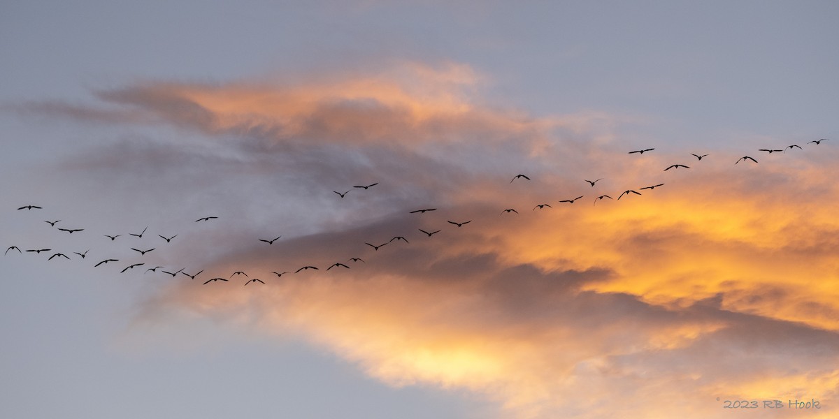 Greater White-fronted Goose - Richard Hook