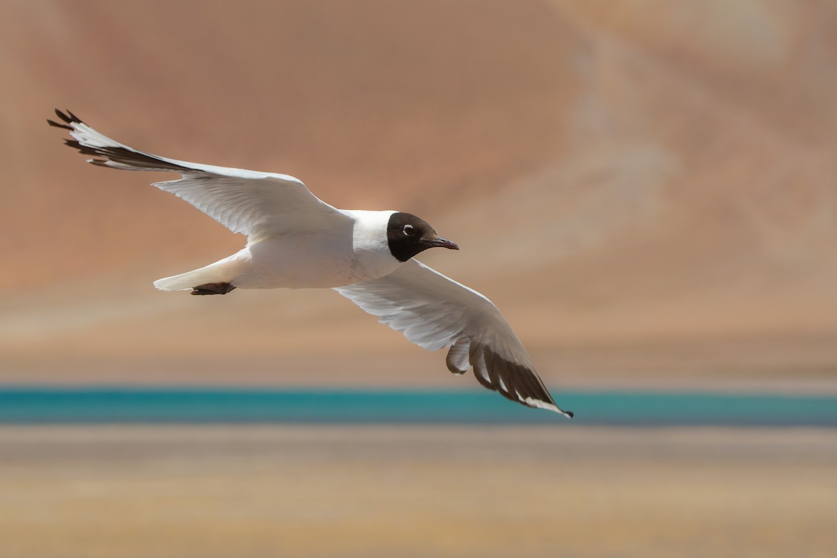 Andean Gull - ML534332491