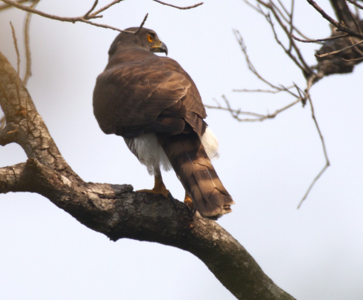 Crested Goshawk - ML534332631