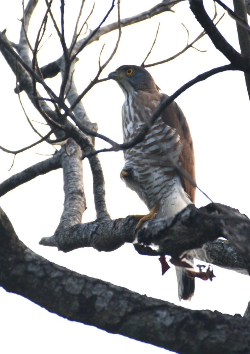 Crested Goshawk - ML534332641