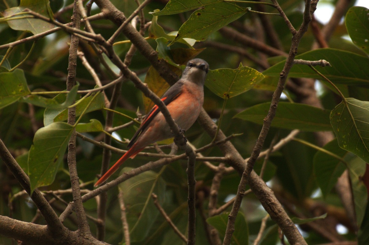 Rosy Minivet - ML534332791
