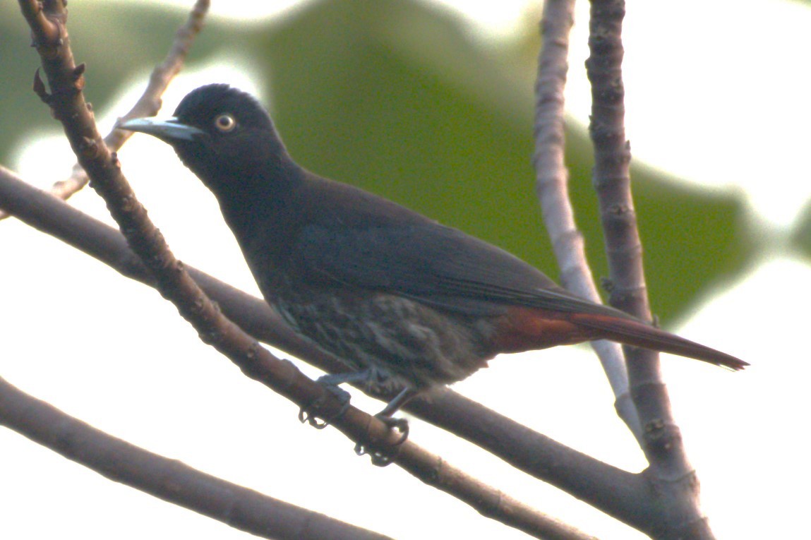 Maroon Oriole - ML534332941