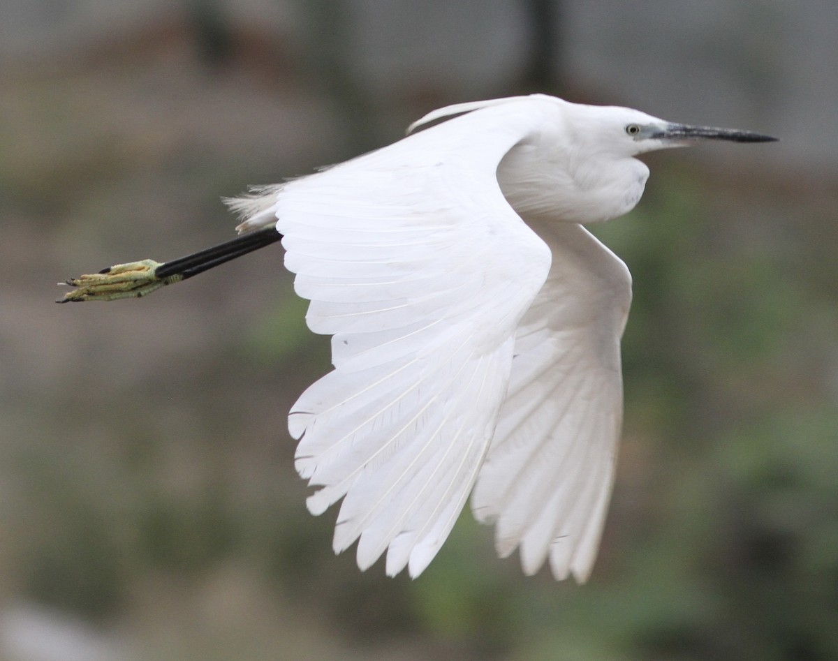 Little Egret - ML534332991