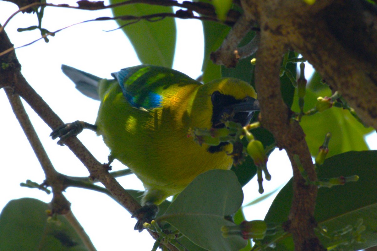 Blue-winged Leafbird - ML534333221