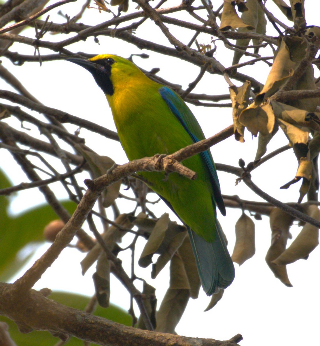 Blue-winged Leafbird - ML534333231